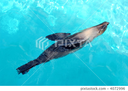 Seal Seal 4072996