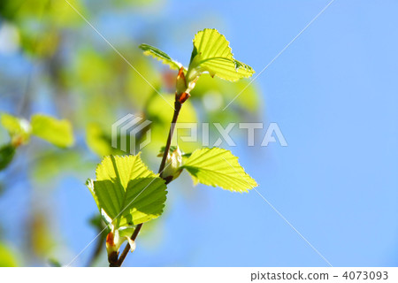 Spring tree Spring tree 4073093