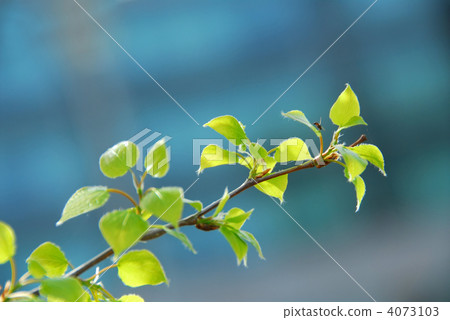 Spring leaves Spring leaves 4073103