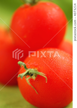 Tomatoes 4073214
