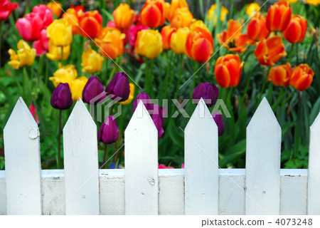 Tulips white fence 4073248