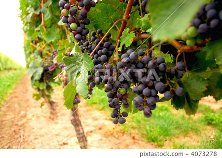 Red grapes 4073278