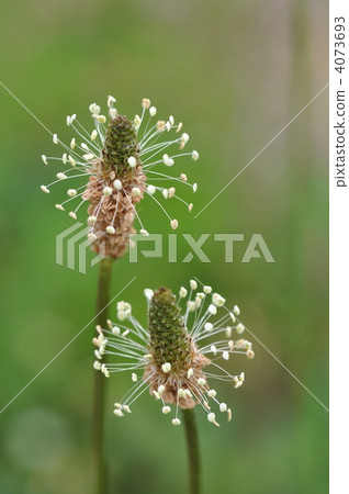 長葉車前 4073693