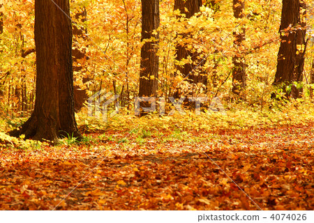 Fall forest Fall forest 4074026