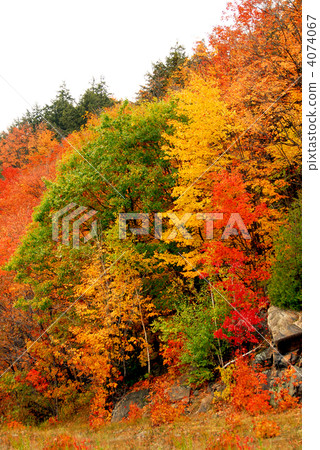 Fall forest background 4074067