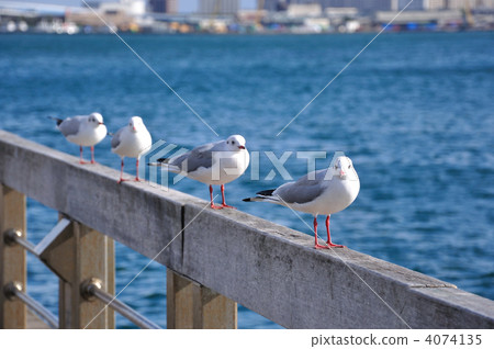 四隻海鷗 四隻海鷗 4074135