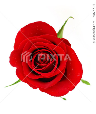 Red rose Red rose 4074304