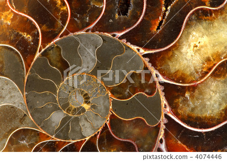 Ammolite Ammolite 4074446