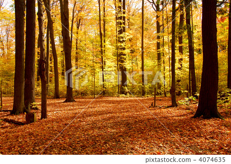 Fall forest landscape 4074635