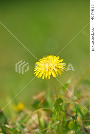  蒲公英 4074653