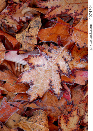 Frosty leaves 4074704