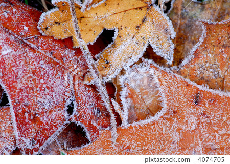 leaf, leaves, disguise 4074705