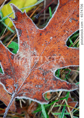Frosty leaves 4074706