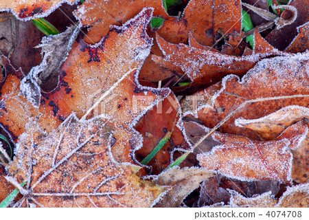 Frosty leaves 4074708