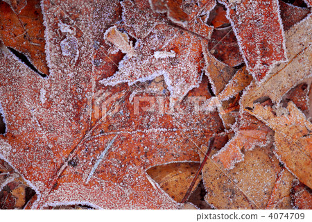 Frosty leaves 4074709