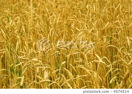 Grain field Grain field 4074814
