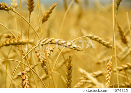 Grain field Grain field 4074815