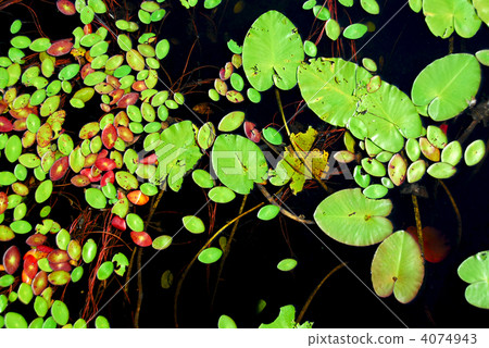 Lily pads 4074943