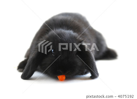 Bunny rabbit 4075192