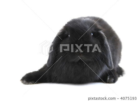 Bunny rabbit 4075193