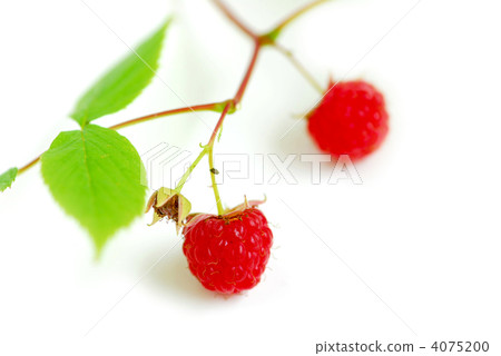 Raspberry branch white Raspberry branch white 4075200