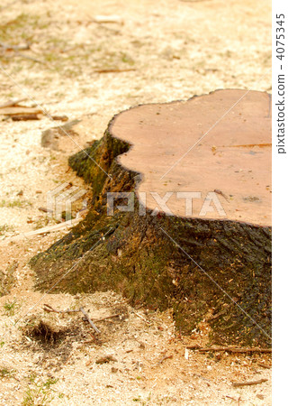Tree stump 4075345