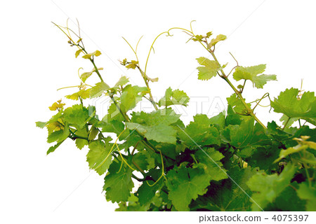 Grape vines Grape vines 4075397