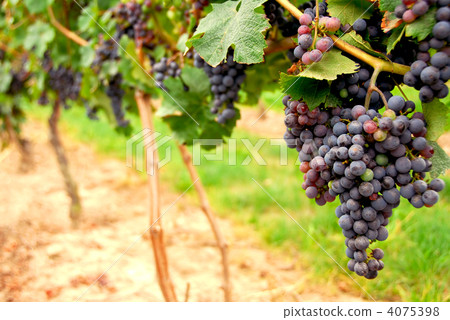 Red grapes 4075398