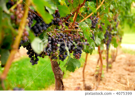Grape vines 4075399