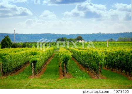 Vineyard 4075405