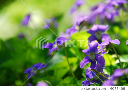 Violets 4075406