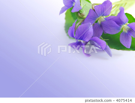 Violets Violets 4075414