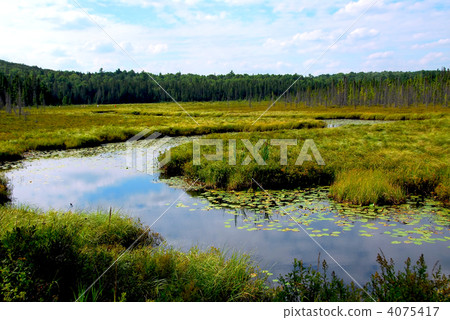 Wetlands 4075417