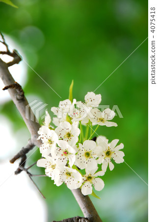 Apple blossom Apple blossom 4075418