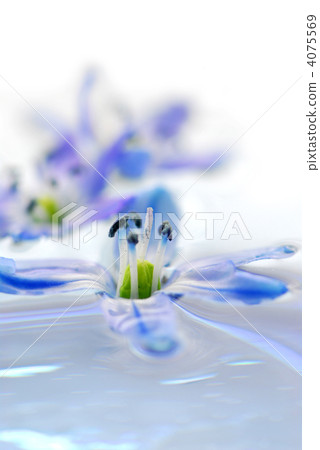 Floating flowers 4075569