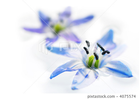 Floating flowers 4075574