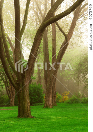 Foggy park 4075769