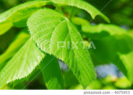 Green leaves 4075953