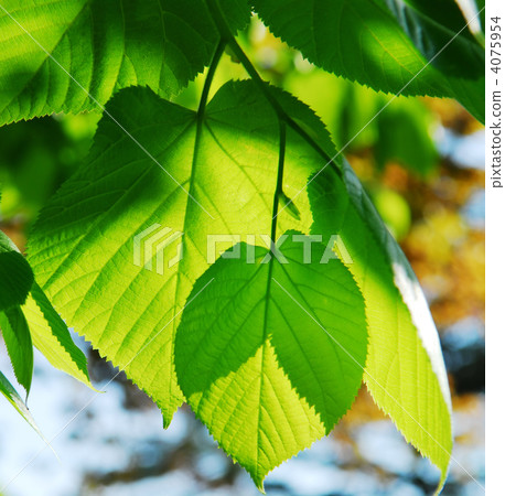 Green leaves 4075954