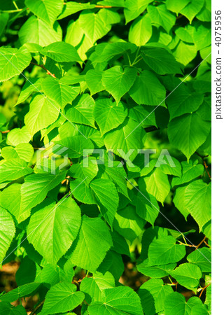 Green leaves 4075956