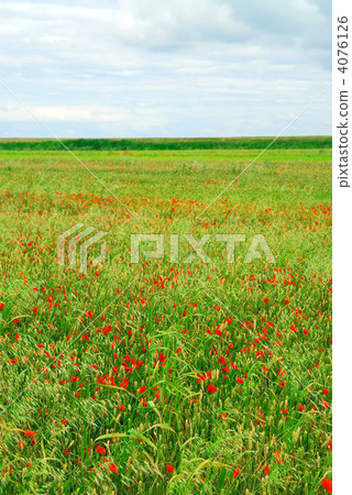 Poppy field Poppy field 4076126