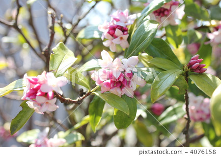 The visit of spring The sweet scented squirting flower The visit of spring The sweet scented squirting flower 4076158