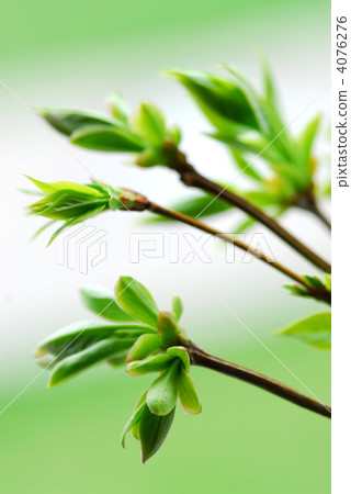 Spring green leaves Spring green leaves 4076276