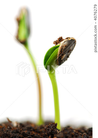 grow, white background, germinating 4076279