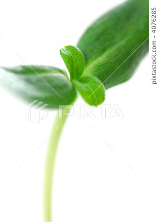 Green sprout Green sprout 4076285