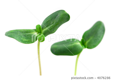 Green sprouts Green sprouts 4076286