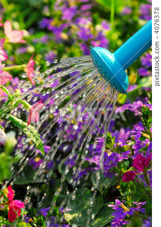 Watering flowers 4076378