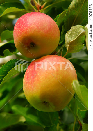 Apples Apples 4076558