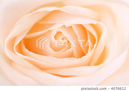 Delicate beige rose 4076612