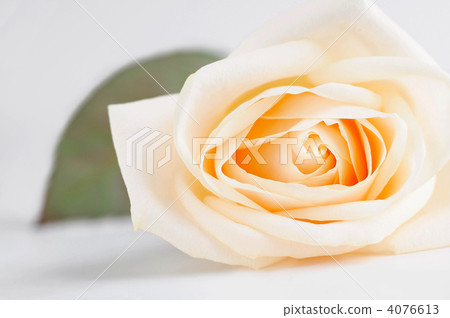 Delicate beige rose 4076613